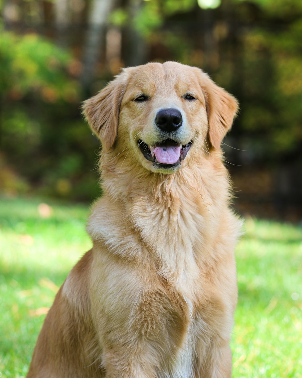 Grown-up Milo sitting in the backyard grass, smiling